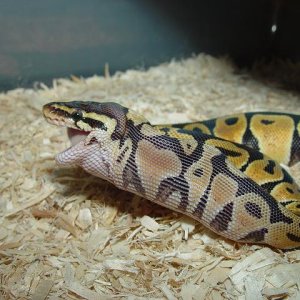 FEEDING TIME #10