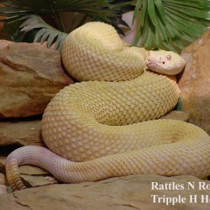 Rattles N Rocks