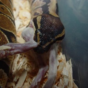 FEEDING TIME #11