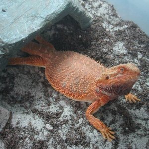 Gravid Blood