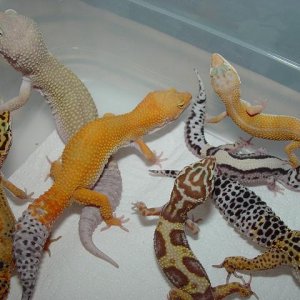 Leo Group Shot #3