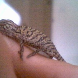 Picture_033