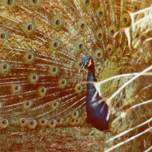 Peacock photo