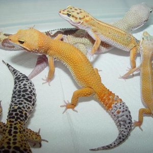 Leo Group Shot #8