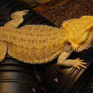 Legolas Lounging