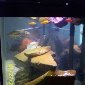 side view of my aquarium