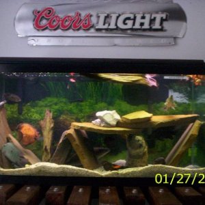 front view of my aquarium