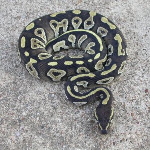 "Oppenheimer" - Male Mojave