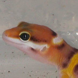 Baby Tangerine Carrot-tail