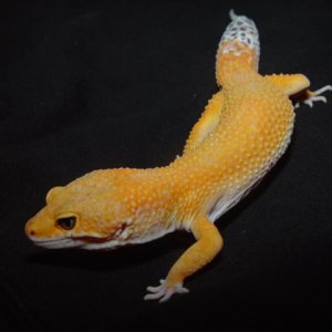 Baldy Tangerine Male