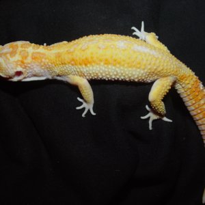 APTOR Male