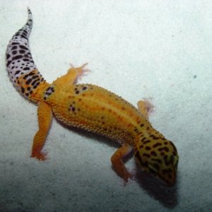 Jezebel