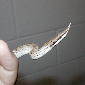 Rhyncophis boulengeri