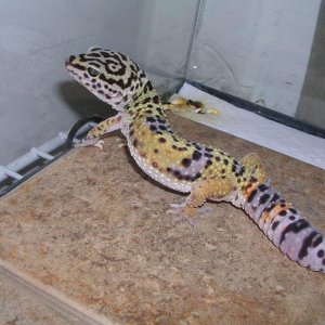 Juvenile Male 4