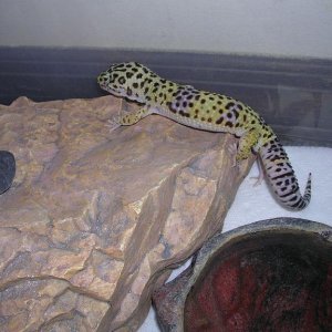 Juvenile Male 1