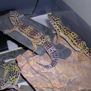 Juvenile Males 2 and 3