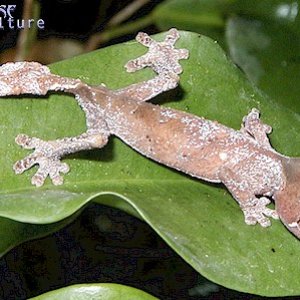 CBB Uroplatus phantasticus
