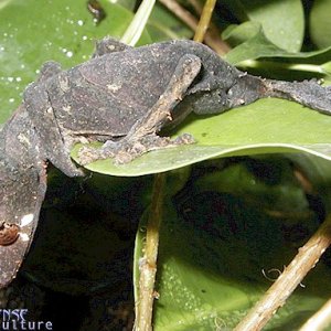 Male Uroplatus ebenaui