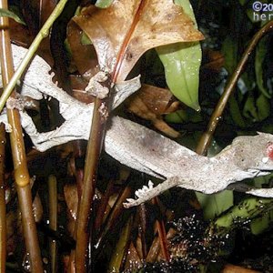 Male Uroplatus phantasticus