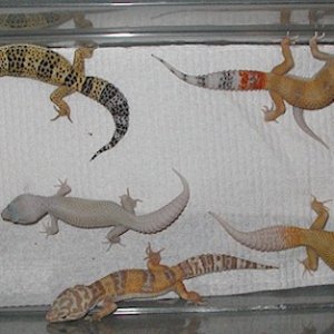 Tub full of geckos