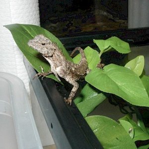 Male Draco maculatus
