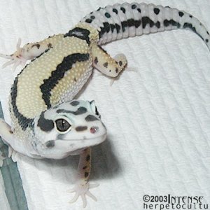 Female striped leopard gecko