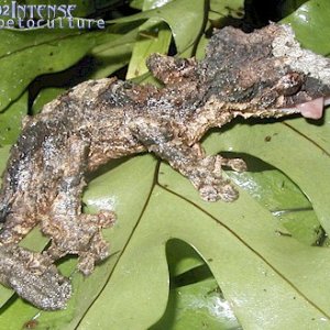 Female Uroplatus pietschmanii