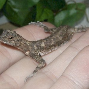 Male Draco maculatus