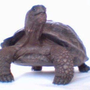 Galapagos Tortoise Yearling