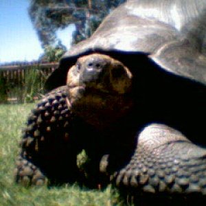 Galapagos Tortoise