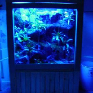 Pumilio Vivarium