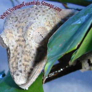 Female-Leaftail-Drinking
