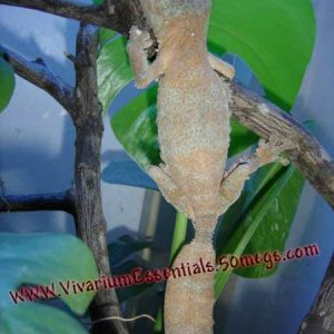 Female-Leaftail