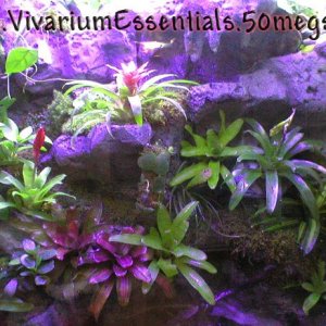 Pumilio Vivarium
