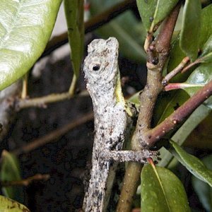 Male Draco volans