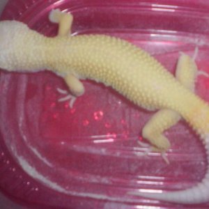 Bought him from LetkeysLeos.com