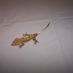 Pinstripe Male Crested!