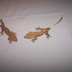 Pinstripe Pair of Cresteds