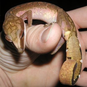 Cat Gecko