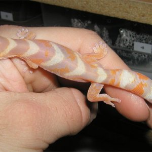 Velvet Gecko