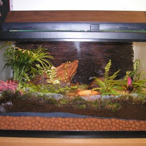 Dart Frog Setup