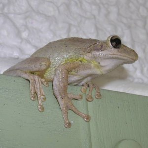 Cuban Tree Frog