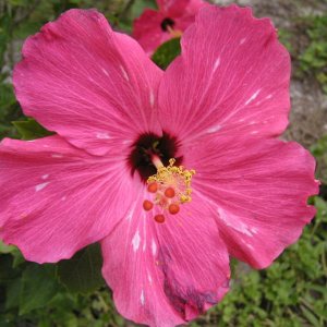 Hibiscus
