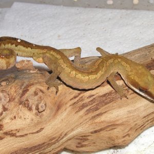 Cat Gecko