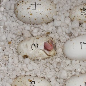 Hatching