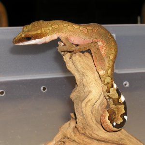 Cat Gecko
