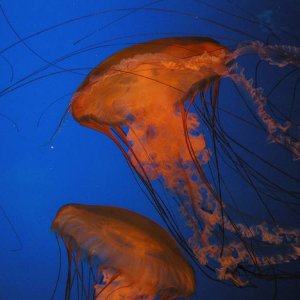 Jellyfish