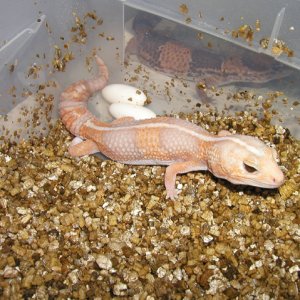Fat Tail Laying