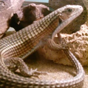 7 years old Sudan Plated Lizard [Gerrhosaurus Major]