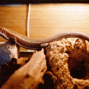 Sudan Plated Lizard